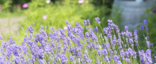 Afbeelding lavendel in een tuin